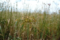 Allium flavum tauricum
