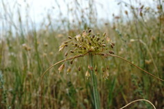 Allium flavum tauricum