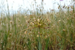 Allium flavum tauricum