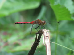 Sympetrum