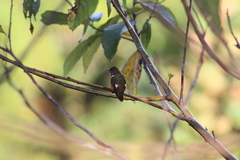 Chaetocercus mulsant