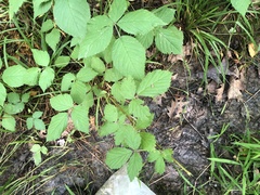 Rubus frondosus