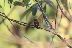 Chaetocercus mulsant