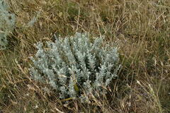 Galatella villosa