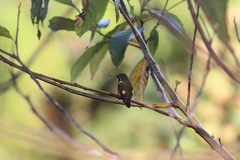 Chaetocercus mulsant