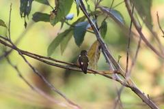 Chaetocercus mulsant