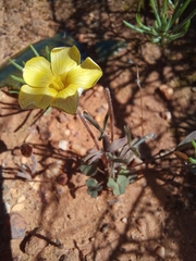 Oxalis obtusa