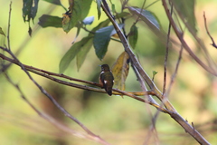 Chaetocercus mulsant