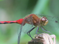 Sympetrum