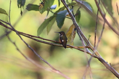 Chaetocercus mulsant