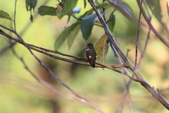 Chaetocercus mulsant