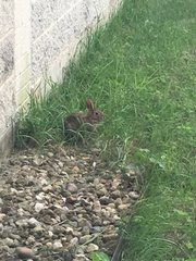 Sylvilagus floridanus