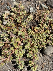 Euphorbia ocellata