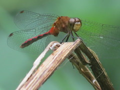 Sympetrum