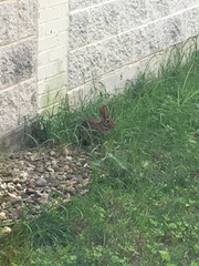 Sylvilagus floridanus