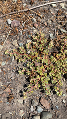 Euphorbia ocellata