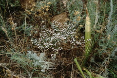 Goniolimon rubellum