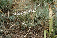 Goniolimon rubellum