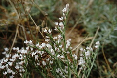 Goniolimon rubellum