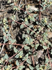 Euphorbia ocellata ocellata