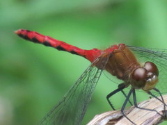 Sympetrum