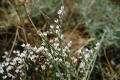 Goniolimon rubellum