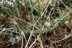 Goniolimon rubellum