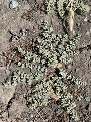 Euphorbia ocellata ocellata