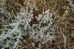 Goniolimon rubellum