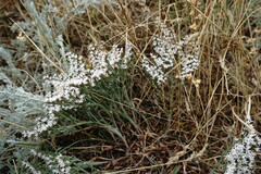 Goniolimon rubellum