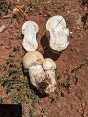Agaricus gemellatus