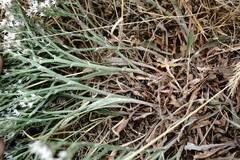 Goniolimon rubellum
