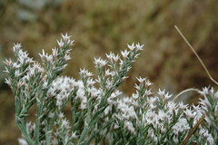 Goniolimon rubellum