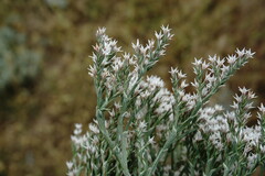 Goniolimon rubellum