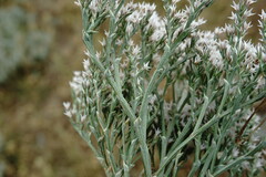 Goniolimon rubellum
