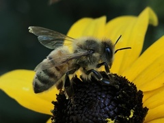 Apis mellifera