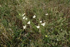 Achillea nobilis
