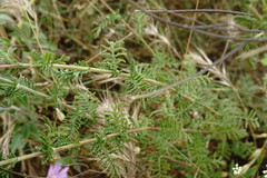 Achillea nobilis