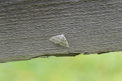 Perizoma parallelolineatum