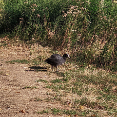Fulica atra
