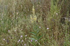 Verbascum ovalifolium