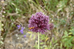 Allium atroviolaceum