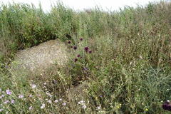 Allium atroviolaceum
