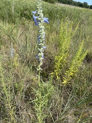 Penstemon grandiflorus