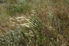 Melica transsilvanica