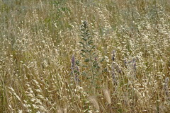 Echium italicum biebersteinii