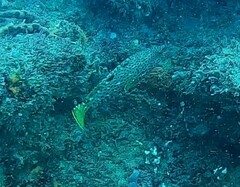 Epinephelus adscensionis