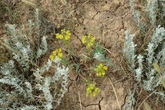 Euphorbia glareosa