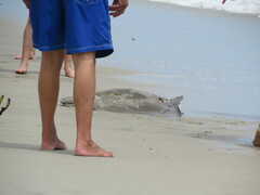 Bathytoshia centroura