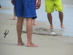 Bathytoshia centroura